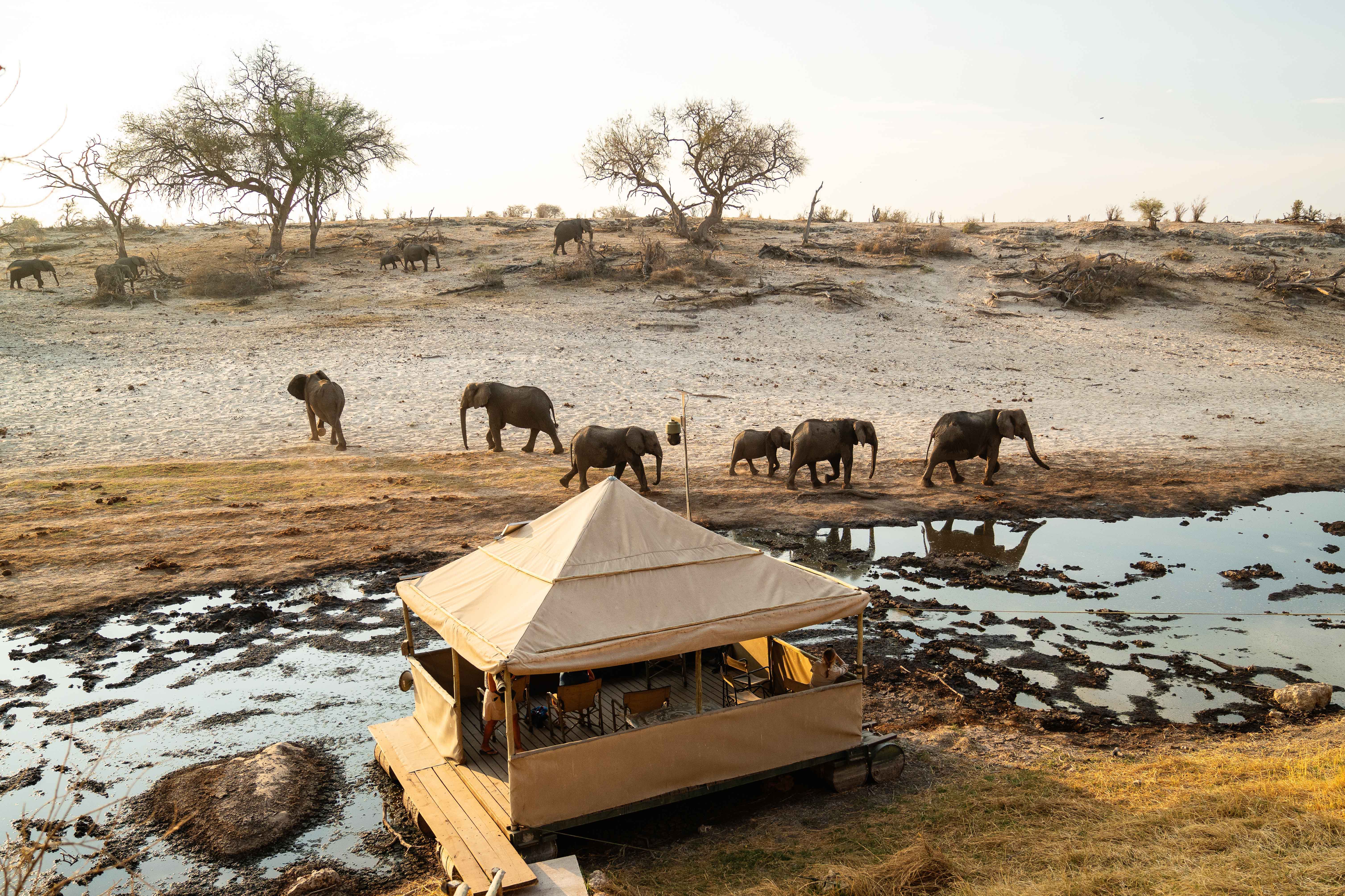 Hwange elefanter ved vannhullet — Zimbabwe
